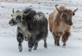 На Полярном Урале родились редкие овцебыки ФОТО 